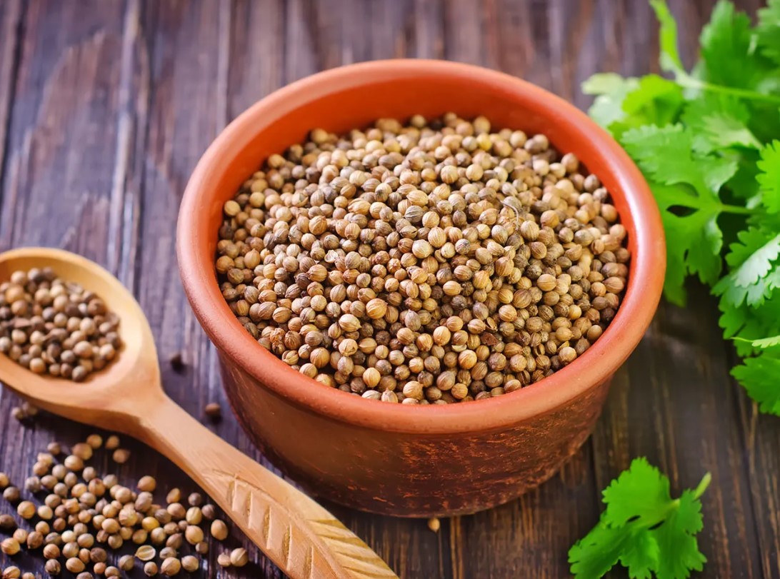 Coriander